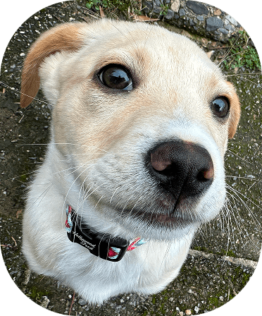 StickerGal