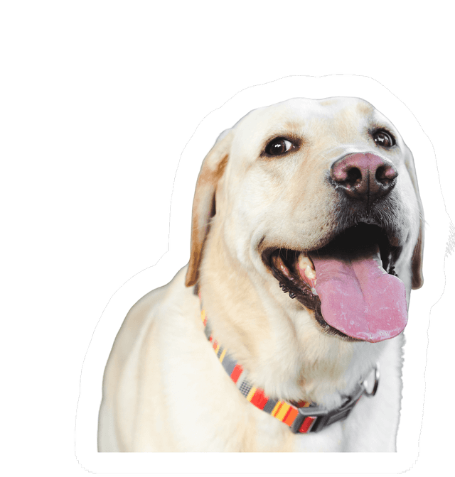 Dog sticker with outline